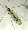 Dicranomyia humidicola - photo 4