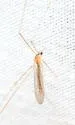 Dicranomyia immodesta