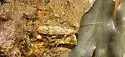 Limonia marmorata - photo 2