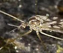 Limonia marmorata - photo 3