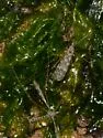 Limonia marmorata - photo 5