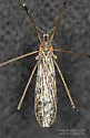 Dicranomyia simulans - photo 2