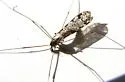 Dicranomyia venusta