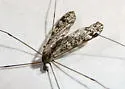 Dicranomyia venusta - photo 4