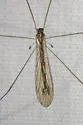 Dicranomyia ypsilon - photo 2