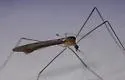 Dicranomyia ypsilon - photo 3