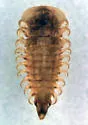 Dicranopselaphus variegatus - photo 2