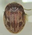 Dicranopselaphus variegatus - photo 3