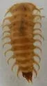 Dicranopselaphus variegatus - photo 4