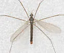 Dicranoptycha elsa