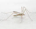 Dicranoptycha elsa - photo 2