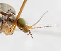 Dicranoptycha elsa - photo 3