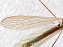Dicranoptycha elsa - photo 4