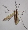 Dicranoptycha melampygia