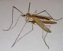 Dicranoptycha melampygia - photo 2