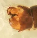 Dicranoptycha melampygia - photo 3
