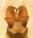 Dicranoptycha melampygia - photo 4