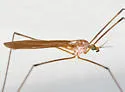 Dicranoptycha nigripes