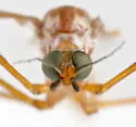 Dicranoptycha nigripes - photo 2