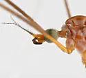 Dicranoptycha nigripes - photo 3