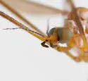 Dicranoptycha nigripes - photo 4