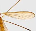 Dicranoptycha nigripes - photo 5