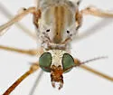 Dicranoptycha sobrina - photo 3