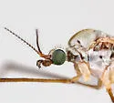 Dicranoptycha sobrina - photo 4