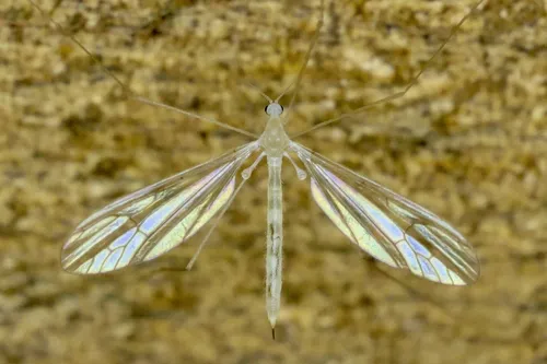 Dicranota flaveola - photo 2