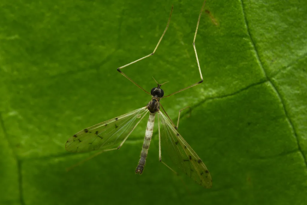 Dicranota maculata - photo 2