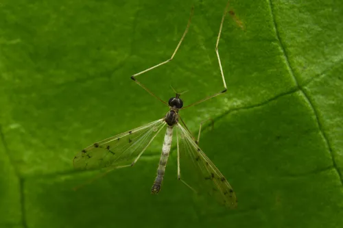 Dicranota maculata - photo 3