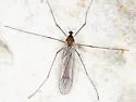 Dicranota rivularis