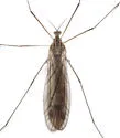 Dicranota rivularis - photo 2