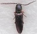 Dicrepidius corvinus - Dicrepidius corvinus