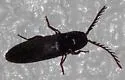 Dicrepidius corvinus - photo 3