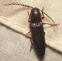 Dicrepidius corvinus - photo 4