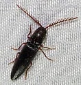 Dicrepidius corvinus - photo 5