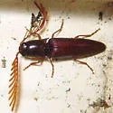 Dicrepidius palmatus - photo 2