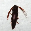 Dicrepidius palmatus - photo 3