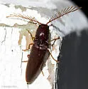 Dicrepidius palmatus - photo 4