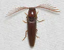 Dicrepidius palmatus - photo 5