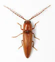Dicrepidius ramicornis