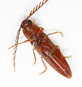 Dicrepidius ramicornis - photo 2