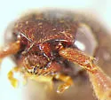 Dicrepidius serraticornis - photo 2