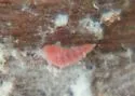 mealybug-destroying predaceous gall midge