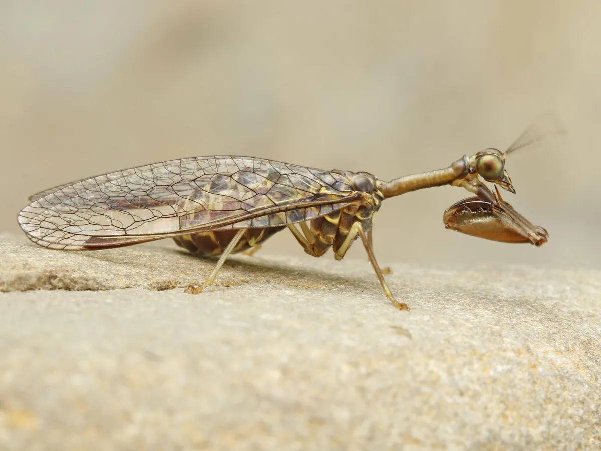 Say's Mantidfly