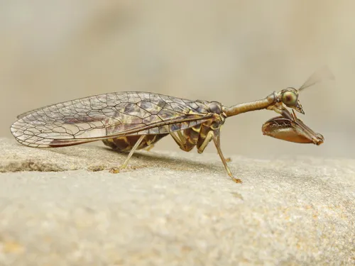Say's Mantidfly - photo 3