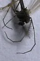 Dicrotendipes fumidus