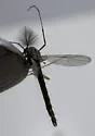 Dicrotendipes fumidus - photo 2