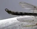 Dicrotendipes fumidus - photo 3